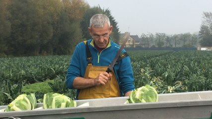 Récolte des choux-fleurs