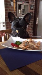 French Bulldog not fooled into eating broccoli