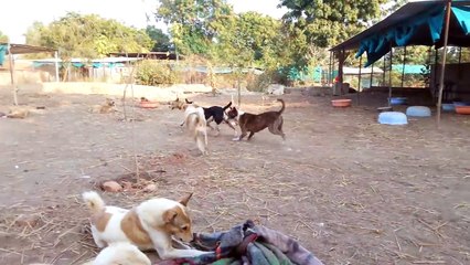 The secret lives of sanctuary dogs at Animal Aid Unlimited