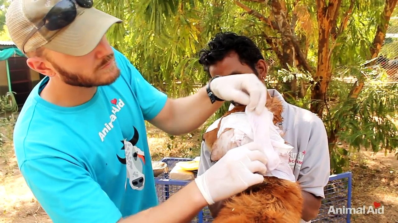 The Worst Wound- Street Dog's Epic Recovery