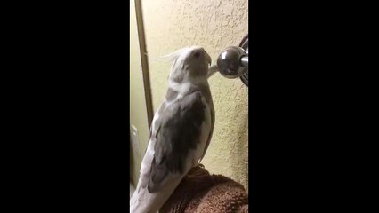 Parrot grooms himself for the mirror