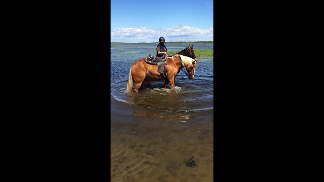 Playful horse splashes in water