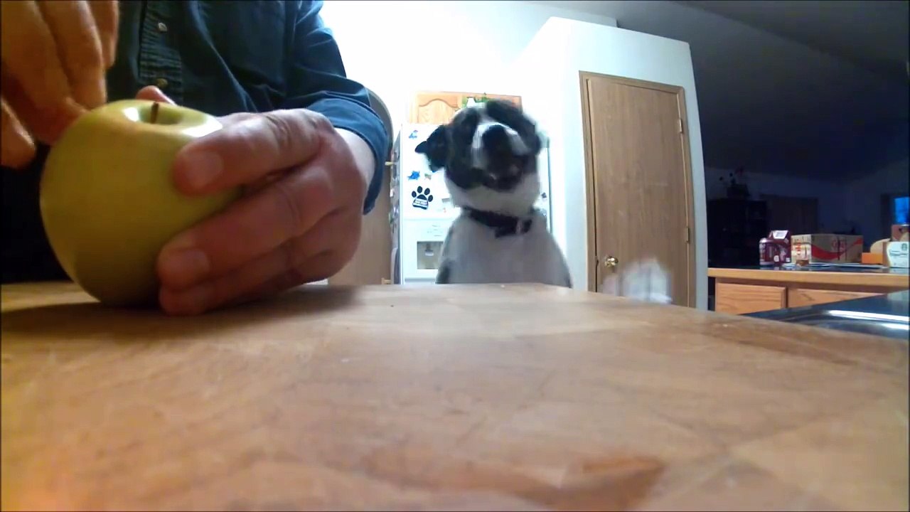Jamais vu un chien qui aime les pommes à ce point...