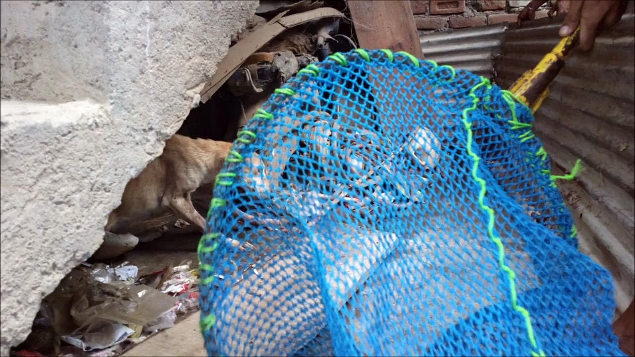 Tormented to Sparkling- Rescue Saved His Life
