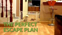 This Shih Tzu Compilation Will Renew Your Love For This Breed!