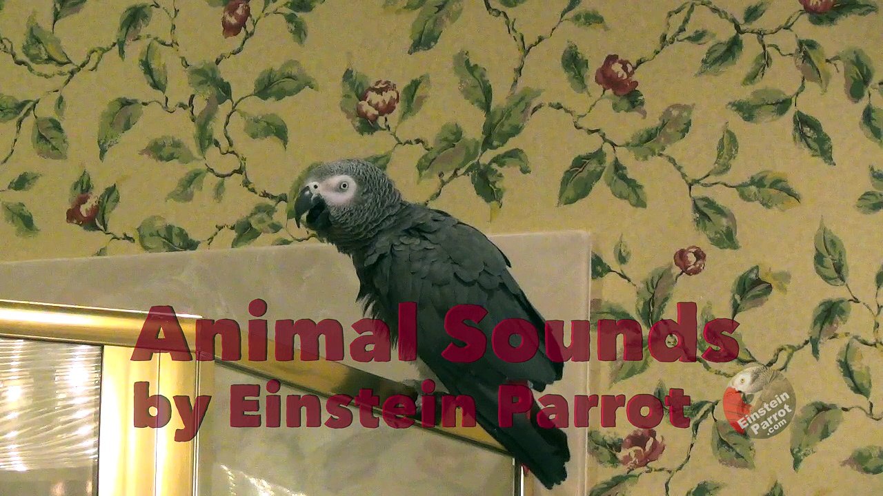 Parrot performs vast array of various animal sounds