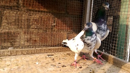 Teddy Pigeons