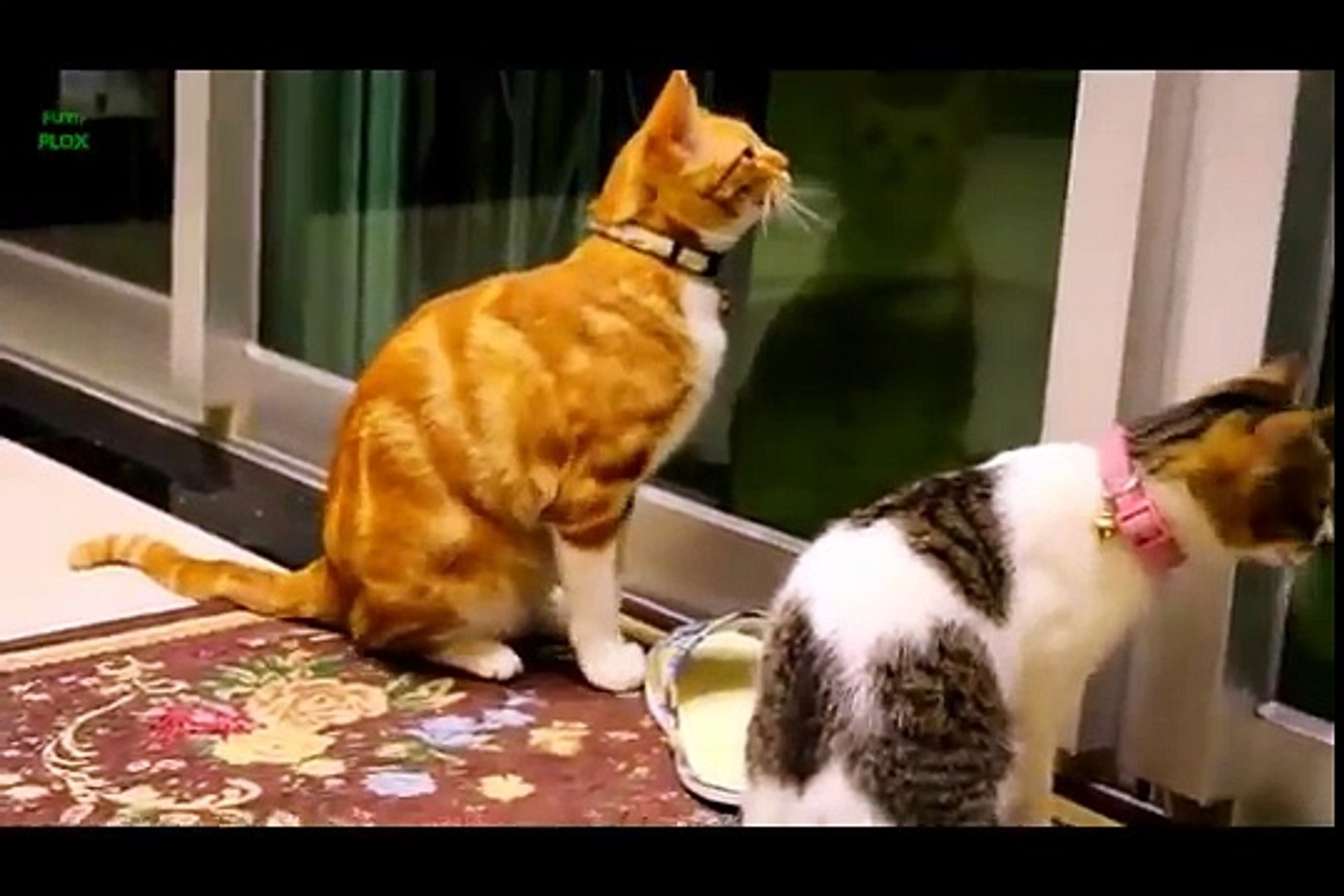 ⁣Funny animals clean funny animals kids