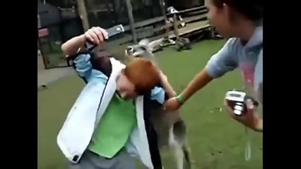 Best Funny Animals Doing Stupid Things 2014