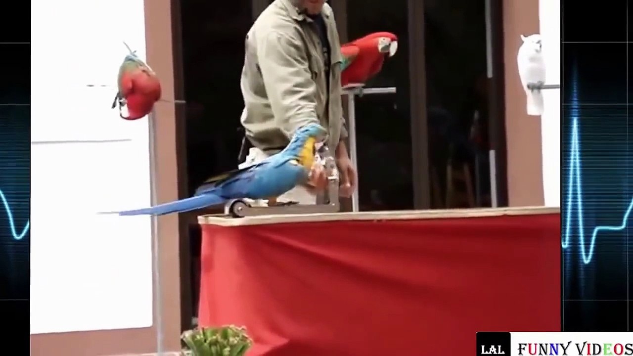 Funny dogs - Funny animals Parrot funniest video of 2016