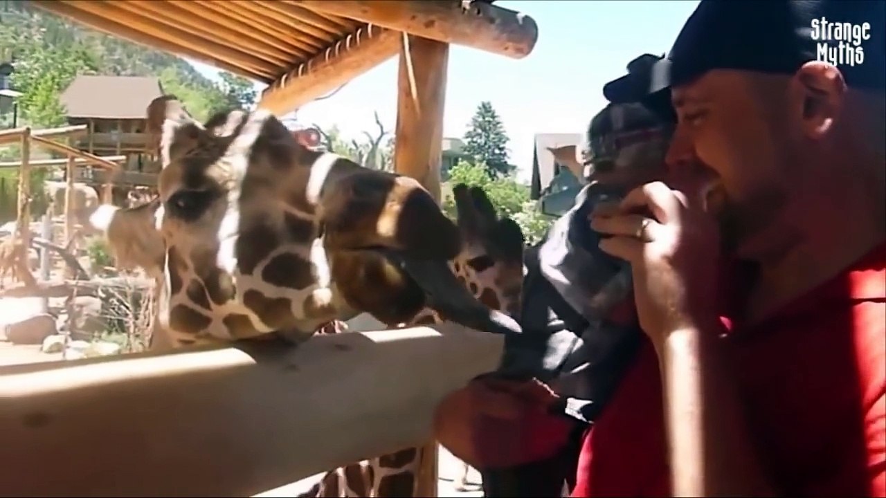 Funny Animals Fails Compilation-Try Not To Laugh ( part 6 )