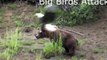 When Crazy Animals Attack   Big Birds Attack ~ Best Funny Animals