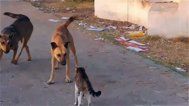 funny animals cats and dogs - cool cat - Cat wins two Dogs - cats and dogs funny videos