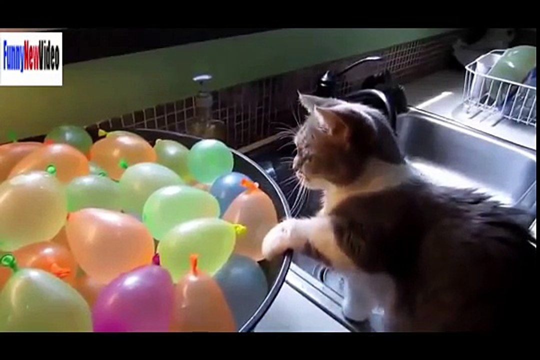 Funny animals acting like humans funny animals being stupid