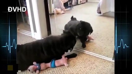 Oh these funny animals!