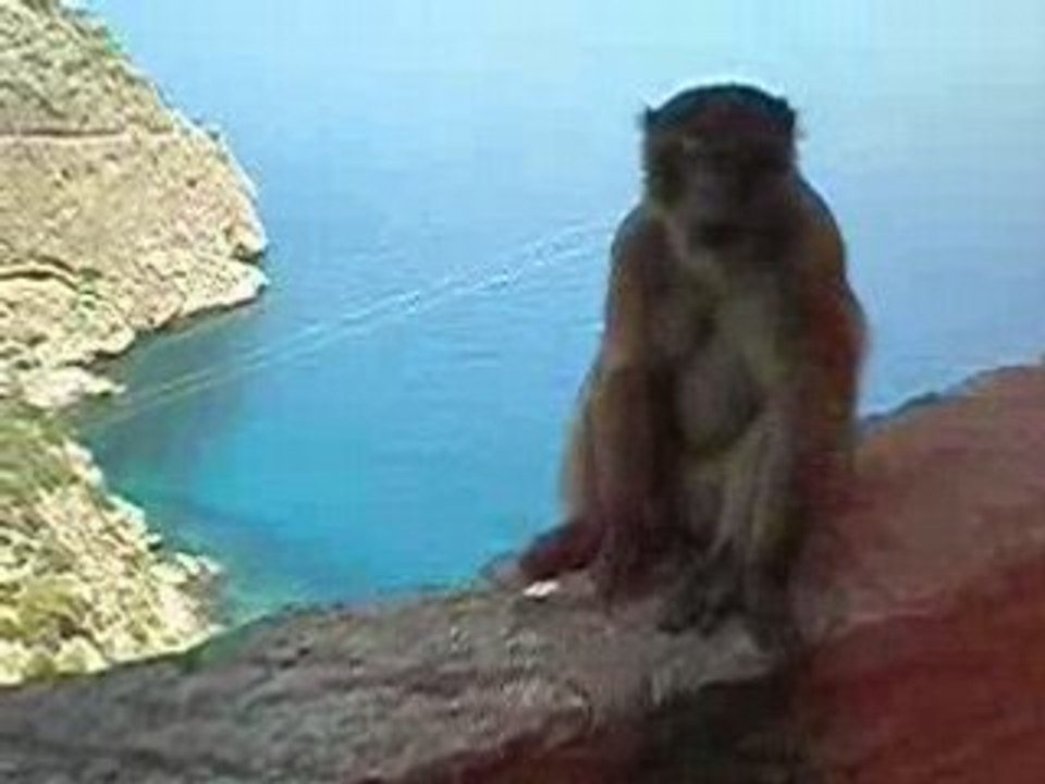 Singe mer