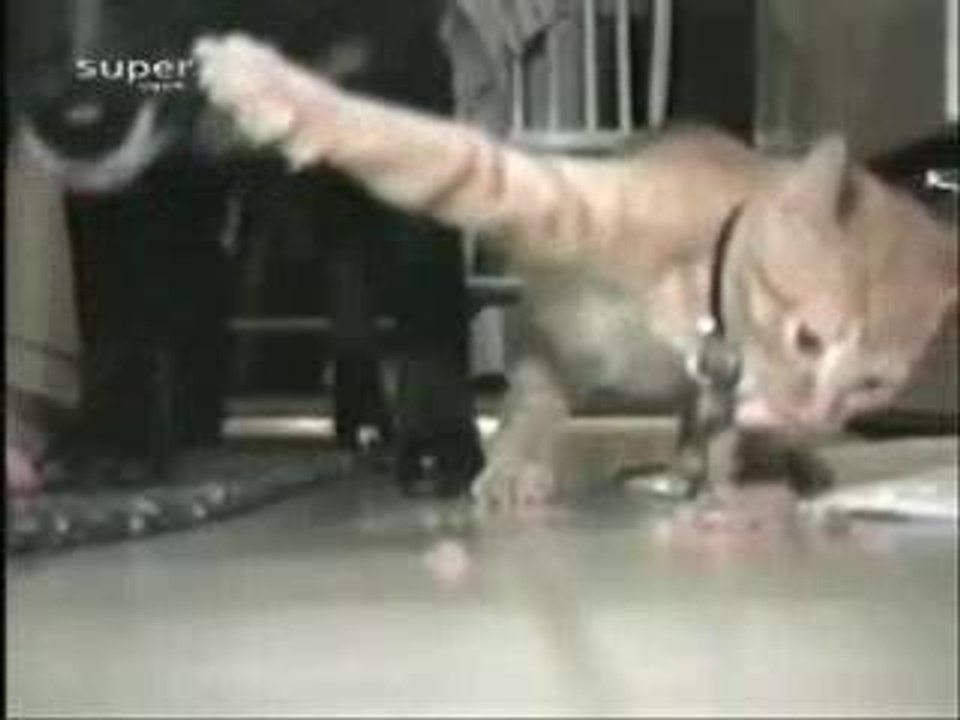 Touche pas mon Whiskas