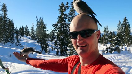 Whiskey Jacks - The Bird Whisperer