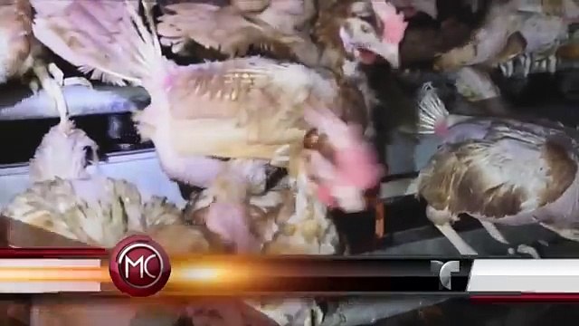 Revelan grabaciones del maltrato animal en una granja