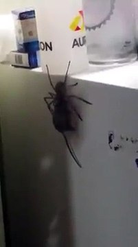 Une grosse araignée avec une souris dans la gueule