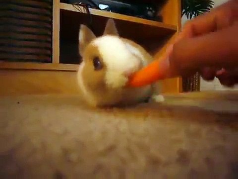 Cute Bunny Eating Carrot - Baby Rabbit - Cute Bunny Video