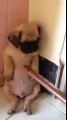 Cute Puppy Receives Punishment