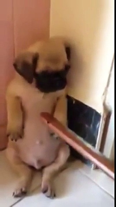 Cute Puppy Receives Punishment