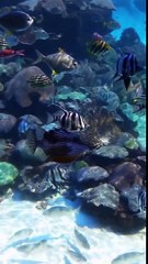 Just Keep Swimming, Swimming