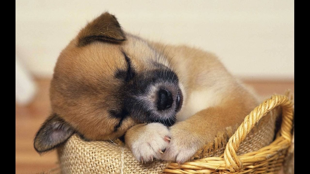Cute Sleepy Puppies and Kittens 2016