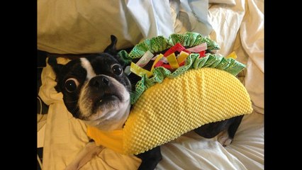 Funny Dogs - Try Not To Laugh Challenge for Kids 2016