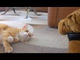 Funny Cats vs Stuffed Animals Compilation 2016