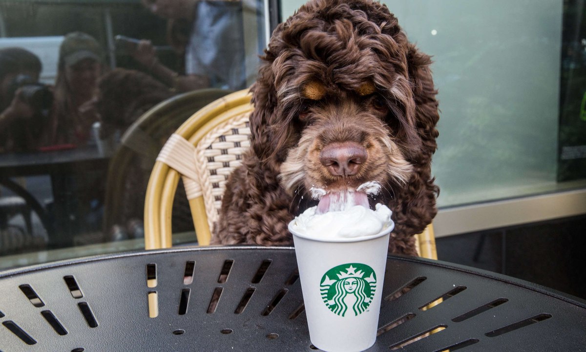 Dogs Love Starbucks Compilation 2016