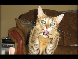 Funny Scared Cats Compilation 2016
