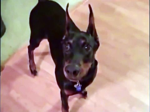 Собака собирается на дачу))) ОБОРЖАТЬСЯ МОЖНО!