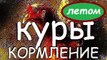 КУРЫ | КОРМЛЕНИЕ КУР ЛЕТОМ / Чем кормить кур летом /  Корм для Кур / Куры несушки / aviculture