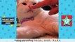 Super cute cat Kinako demands petting - Compilation video #2