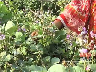 যশোরে বাজারে শীতকালীন সবজি,দাম বাড়ায় খুশি কৃষক