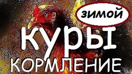 КУРЫ | КОРМЛЕНИЕ КУР ЗИМОЙ | Корм для кур | Куры несушки | Сhickens | Hühner | Кура