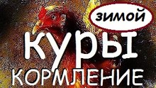 КУРЫ | КОРМЛЕНИЕ КУР ЗИМОЙ | Корм для кур | Куры несушки | Сhickens | Hühner | Кура
