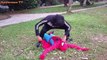 Venom Spiderman vs elsa No smoking in the public Pink Spidergirl fun superheroes in real life