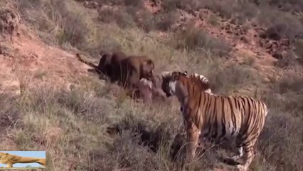 Real Fight Of Lion And Tiger, Lion vs Tiger, Tiger TryTo Escape