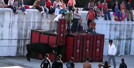 Tiger Hunts Large Gaur and human