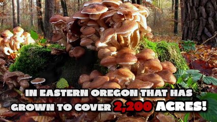 SUMO Wrestlers Make Babies Cry! (30 Facts You Won