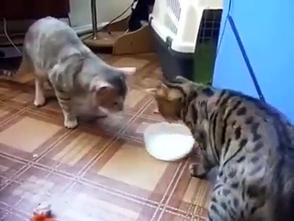 Can't stop laugh after watching these cats