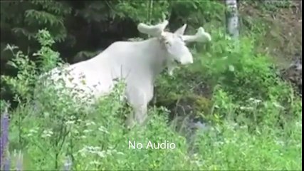 Tải video: Un renne complètement blanc et albinos filmé au Canada!