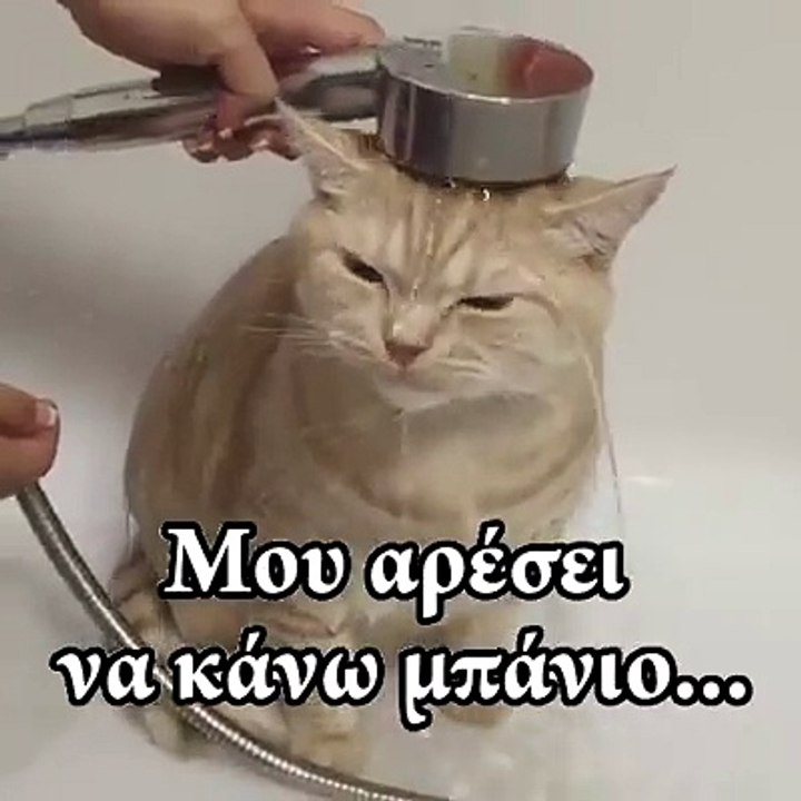 Cat Takes a Bath