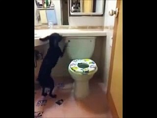 Dog Using Toilet