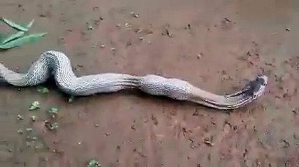 Amazing! Snake giving birth video