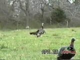 Mossy Oak - Coyote Stalking Turkeys