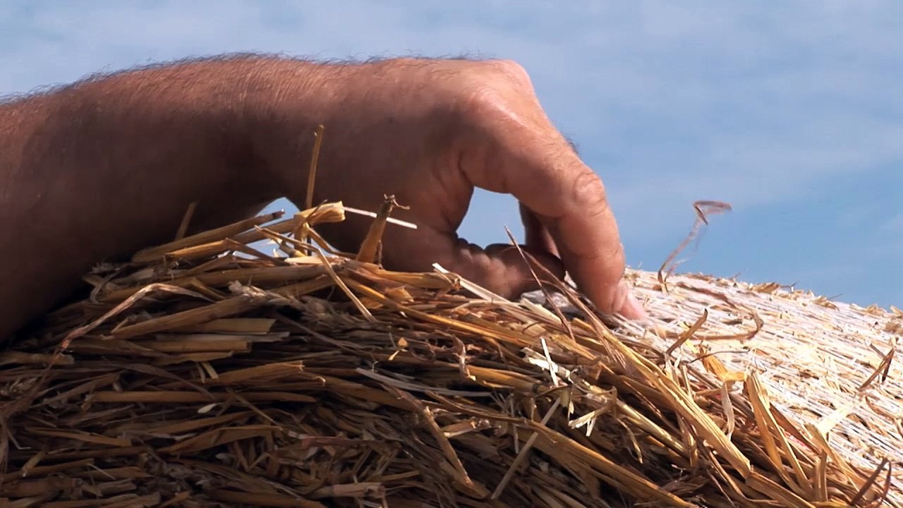 Syngenta : Test du nouveau fongicide céréales, Elatus Plus, sur l'exploitation de Gaétan Conoir
